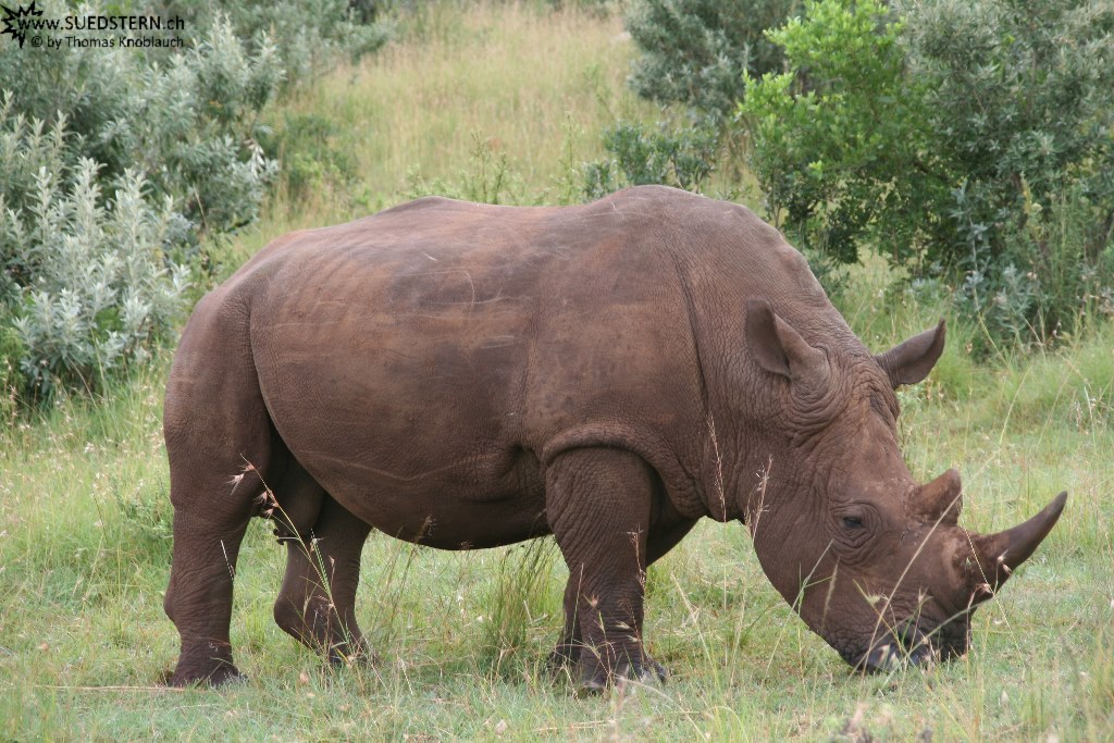 IMG 8357-Kenya, guarded rhino in Masai Mara